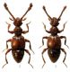 Batrisodes delaportei (Aubé, 1833).jpg