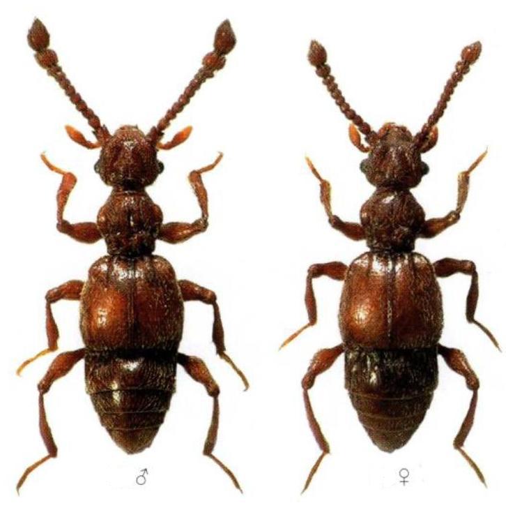 Batrisodes delaportei (Aubé, 1833).jpg