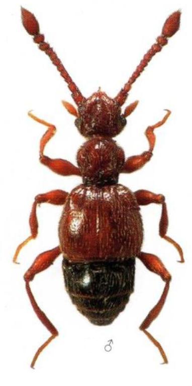 Batrisodes buqueti (Aubé, 1833).jpg