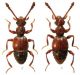 Batrisodes adnexus (Hampe, 1863).jpg