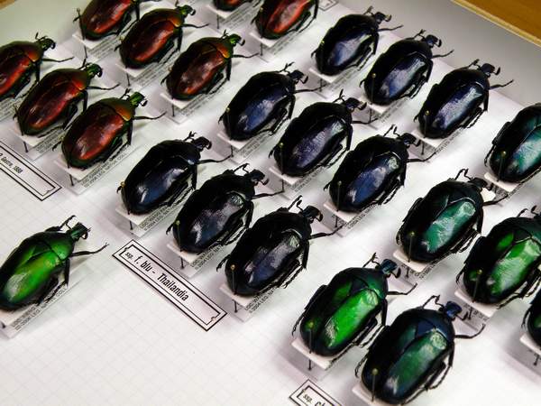 7-Thorynorrhina flammea ssp. montate su catellino 33x12.JPG