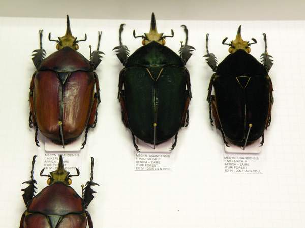 6-Mecynorrhina ugandensis montate su cartellino da 55x20-Si nota lo spillo per bloccare l insetto davanti a dx fra tibia e cartellino.JPG