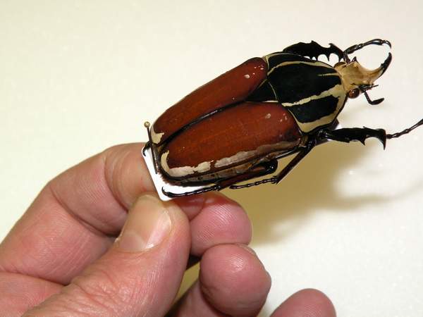 5-Particolare della Mecynorrhina ugandensis.JPG