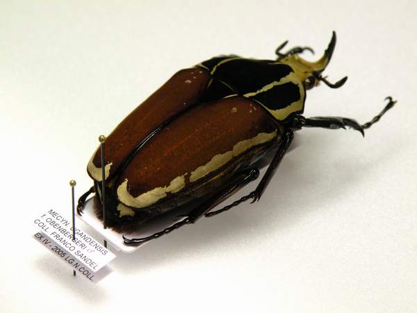 4-Mecynorrhina ugandensis mm. 57 - Zaire Ex larva - montata su cartellino 46X16.JPG