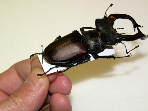 2-Particolare del Lucanus cervus.JPG