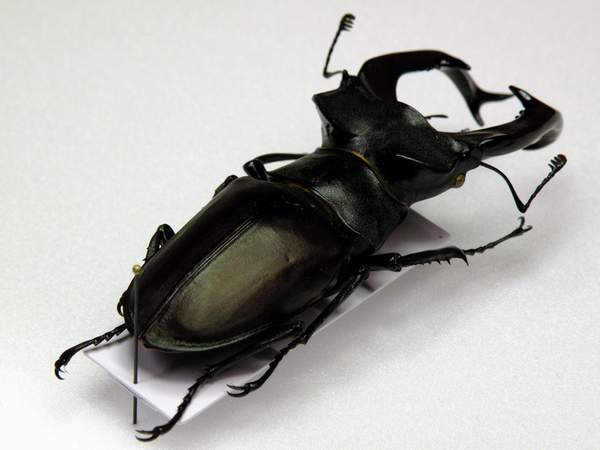 1-Lucanus cervus 78 mm. - Mosnigo (TV) - montato su cartellino 55x20.JPG