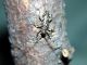 Monochamus saltuarius 02.jpg