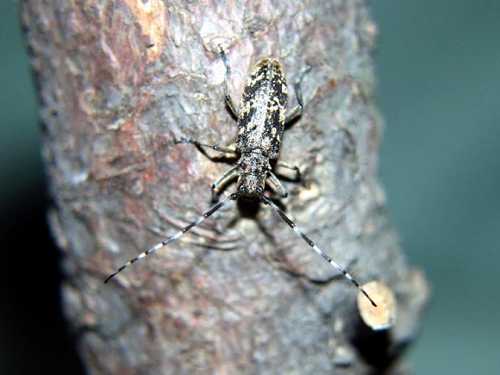 Monochamus saltuarius 02.jpg