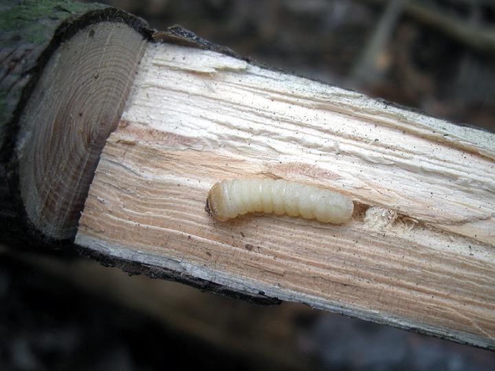 M.saltuarius_Kabaty_07.IV.2012 002.jpg