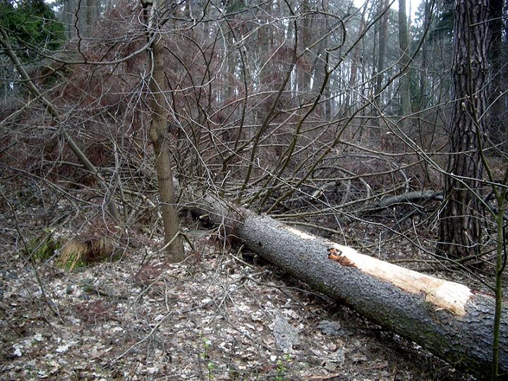 M.saltuarius_Kabaty_07.IV.2012 019.jpg