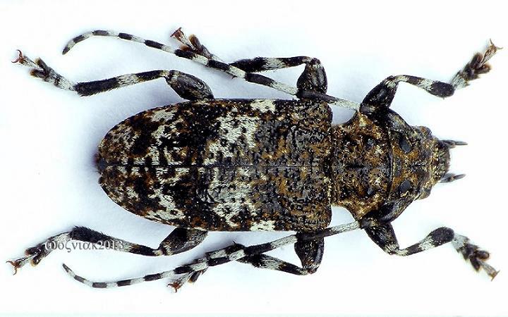 Aegomorphus obscurior_female.jpg