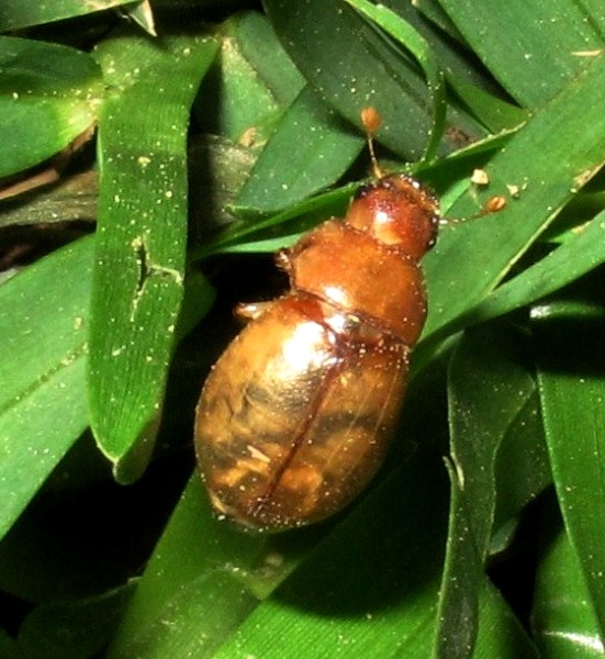 Geotrogus capito 001.JPG