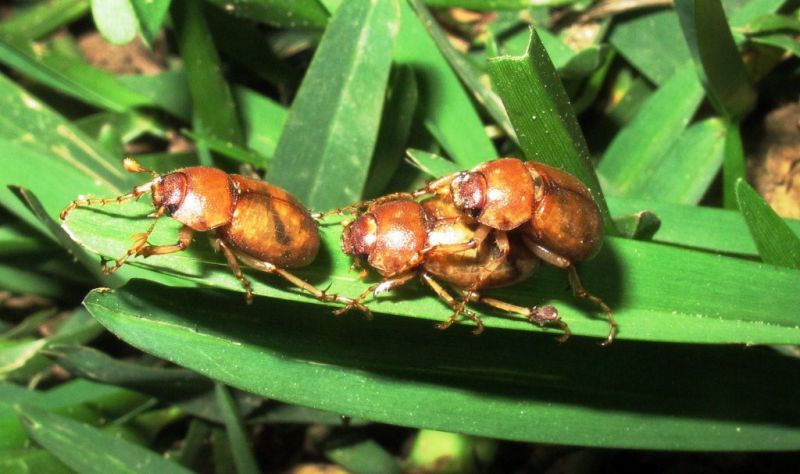 Geotrogus capito 020.JPG