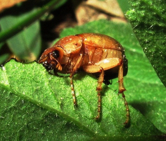 Geotrogus capito 027.JPG