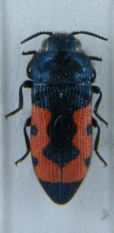 DSCF0389.JPG