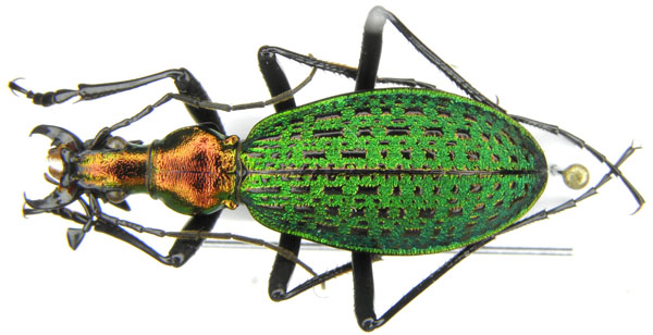 C. (Acoptolabrus) constricticollis cfr. colasellus Deuve, 1990.JPG