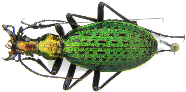 C. (Acoptolabrus) constricticollis samjyongensis Deuve & Li, 2000.JPG