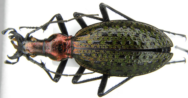 C. (Acoptolabrus) constricticollis myohyangensis Deuve & Li, 1998.JPG