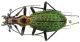 C. (Acoptolabrus) constricticollis chonmasanensis Deuve, 1994.JPG