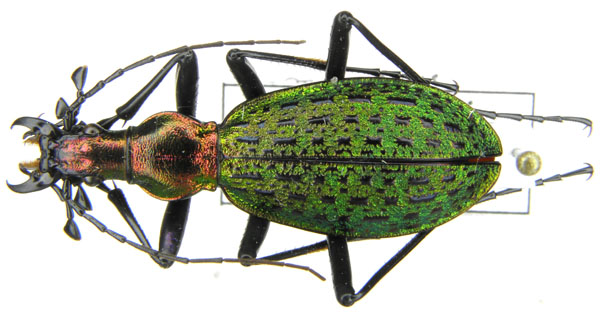 C. (Acoptolabrus) constricticollis chonmasanensis Deuve, 1994.JPG