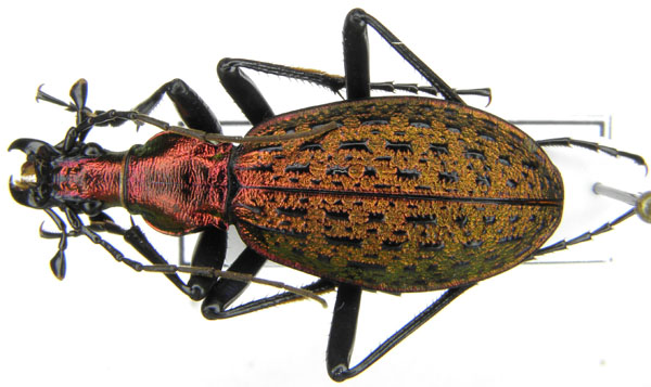 C. (Acoptolabrus) constricticollis igniferrimus Deuve & Li, 2003.JPG