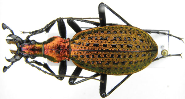 C. (Acoptolabrus) constricticollis pihyonensis Deuve & Li, 1998.JPG