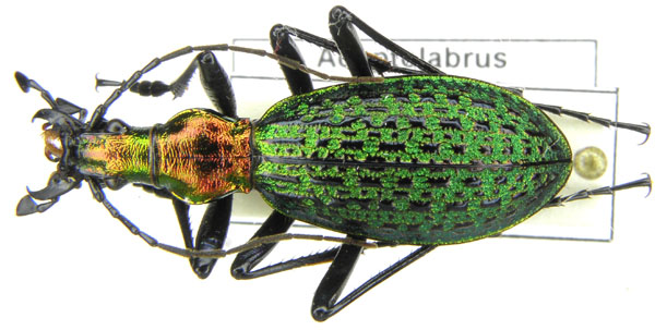 C. (Acoptolabrus) constricticollis grallatorius Hauser, 1921.JPG
