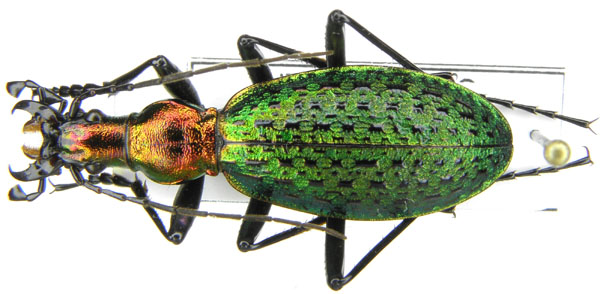 C. (Acoptolabrus) constricticollis jilinicus Deuve, 1992.JPG