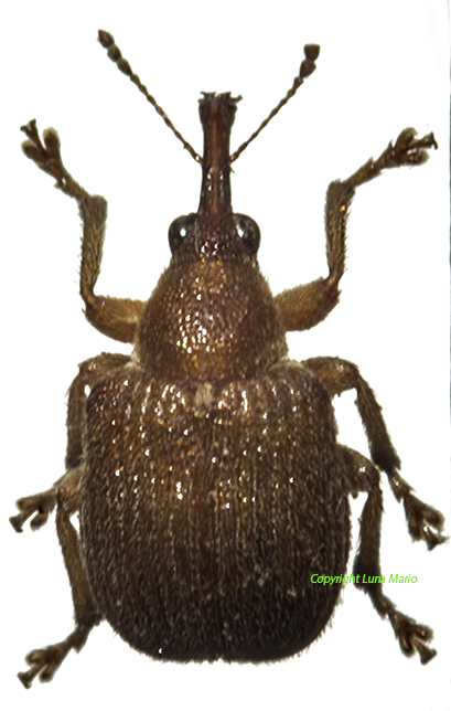 _24.4.2008 Curculionide ..jpg