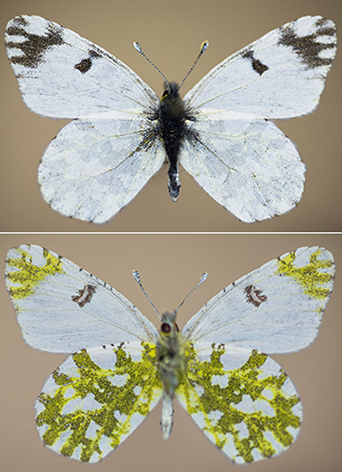 E. ausonia 1.jpg