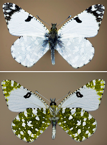E. crameri 1 ..jpg