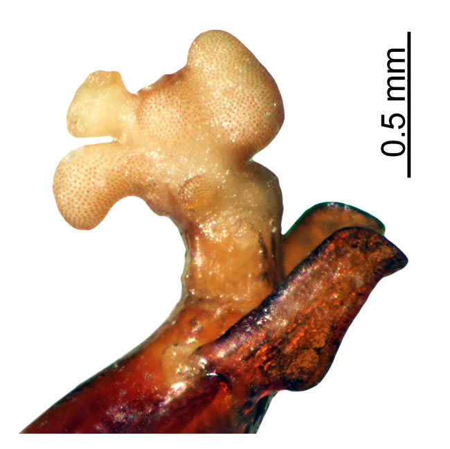 Eulasia daccordii edeago.jpg