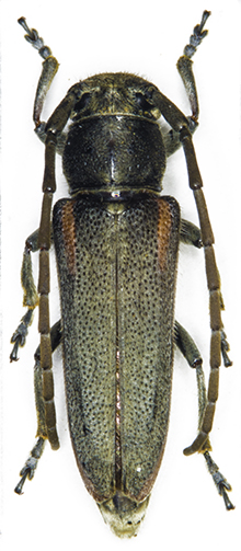 Musaria tirellii (Luigioni, 1913) lung.13,2-larg.3,6.jpg