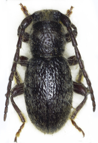 Palmena pubescens 6,2 mm..jpg