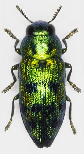 L. festiva masc. 1.jpg