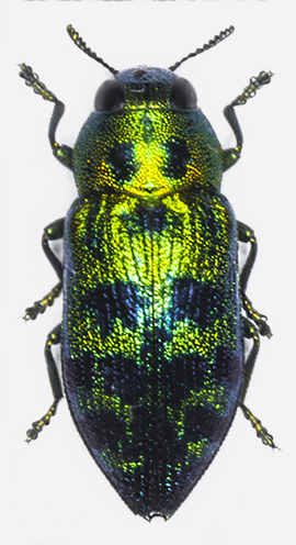 L. festiva fem. 1.jpg