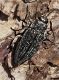 Buprestis haemorrhoidalis araratica.jpg