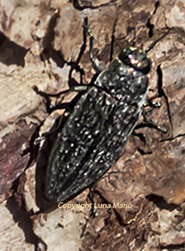 Buprestis haemorrhoidalis araratica.jpg