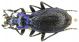 C. (Chaetocarabus) lefebvrei bayardi Solier, 1835 (=molisensis Born, 1918) - Puglia, FG, Foresta Umbra.JPG