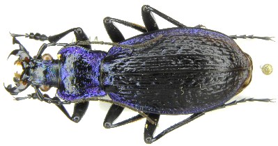 C. (Chaetocarabus) lefebvrei bayardi Solier, 1835 (=molisensis Born, 1918) - Puglia, FG, Foresta Umbra.JPG