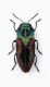 Antaxia candens female -Italy-Venezia Giulia-Loc.Prosecco, 480 mt.-23-V-2004-legit Franco Sandel_01.JPG