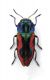 Antaxia candens female -Italy-Venezia Giulia-Loc.Prosecco, 480 mt.-23-V-2004-legit Franco Sandel_02.JPG