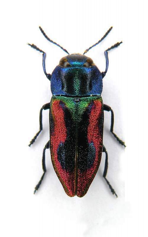 Antaxia candens female -Italy-Venezia Giulia-Loc.Prosecco, 480 mt.-23-V-2004-legit Franco Sandel_02.JPG