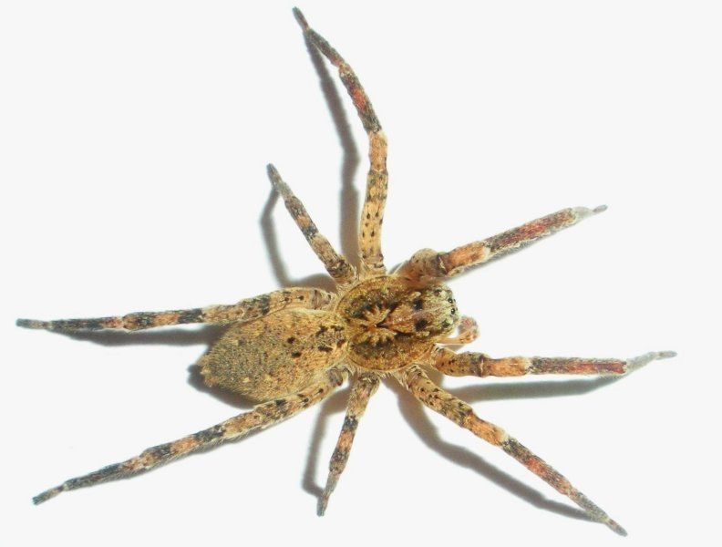 Tegenaria 01.jpg