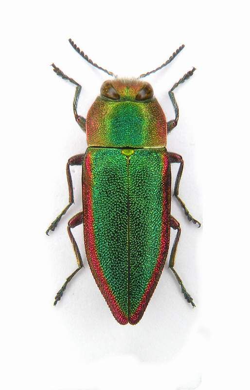 Anthaxia deaurata-Italy-Puglia-Lecce, Rauccio-30IV-1995-Legit Maurizio Bollino.JPG