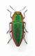 Anthaxia deaurata-Italy-Puglia-Lecce, Rauccio-30IV-1995-Legit Maurizio Bollino.JPG