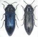 A.prunneri - crinita.JPG