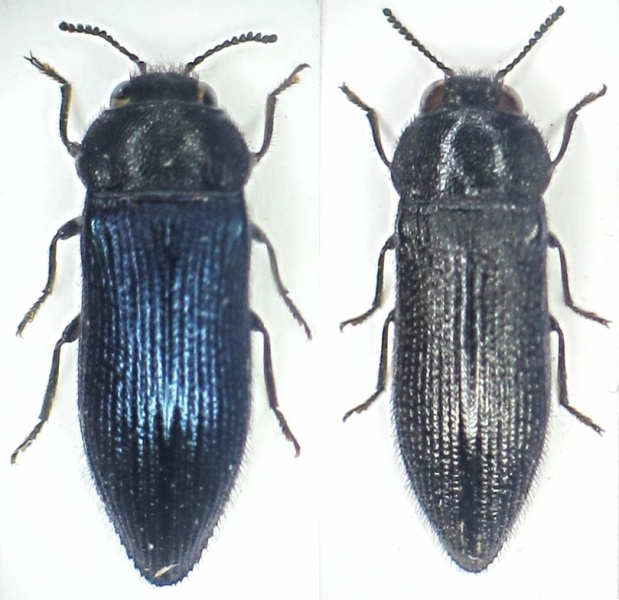 A.prunneri - crinita.JPG