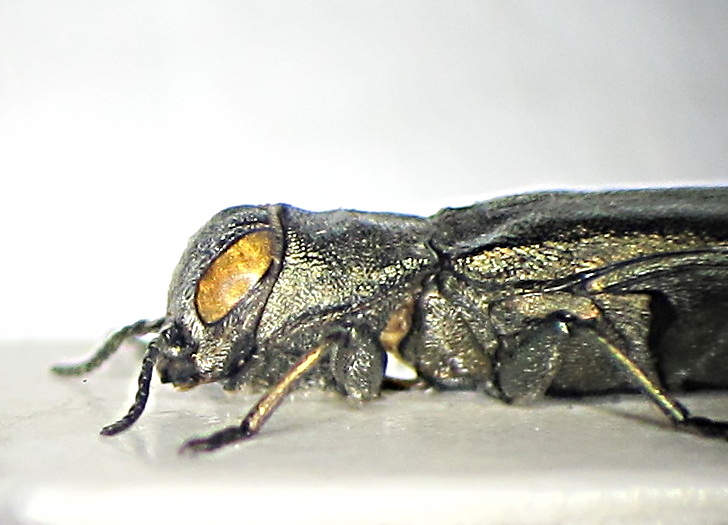 Agrilus lineola 2.JPG