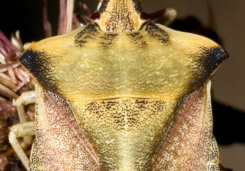 Carpocoris.fuscispinus.6989.jpg